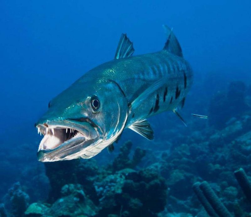 De barracuda is een agressieve vis.