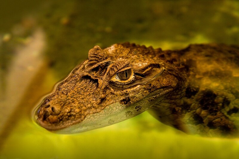 De alligator brengt het grootste deel van zijn leven in het water door.