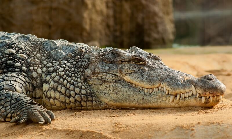 De krokodil is een koelbloedig reptiel.