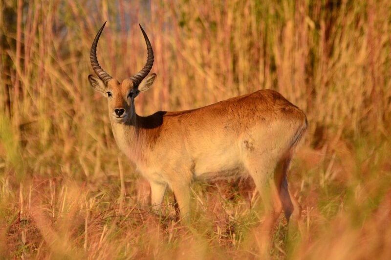 antilope lechwe