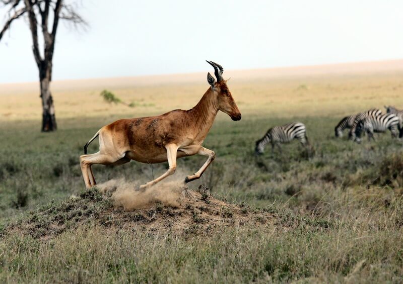 De antilope kan snel ontsnappen aan zijn roofdieren.