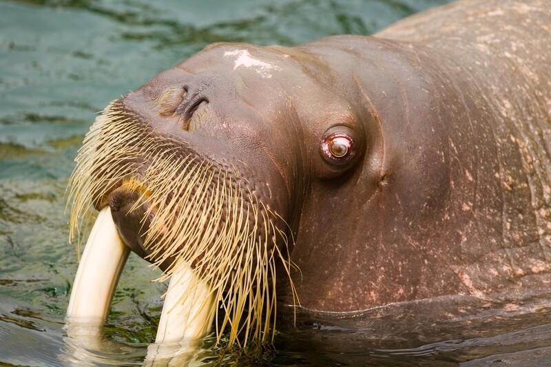 Een close-up van de walrus.