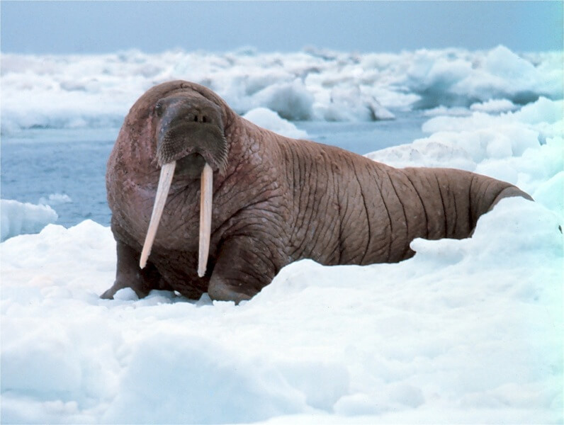 De walrus heeft een grote vetlaag waardoor hij warm blijft in de winter,