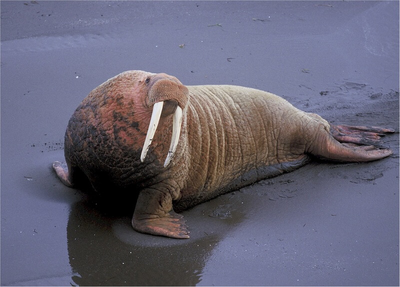De walrus is een waterzoogdier.