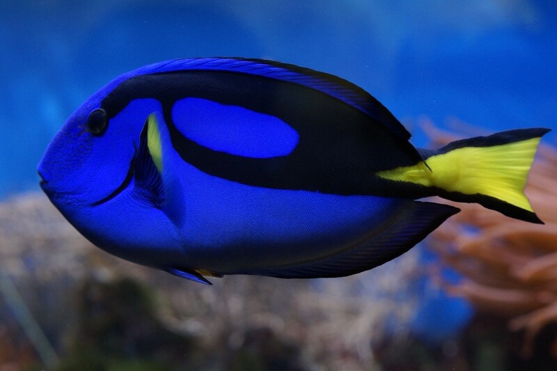 De blauwe doktersvis wordt ook wel de vis met het cijfer 6 genoemd.