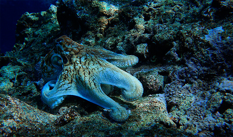 Octopus gecamoufleerd met de omgeving