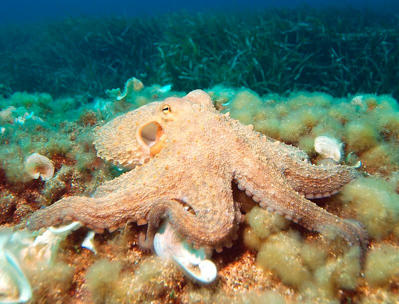 Gemeenschappelijke octopus op de zeebodem