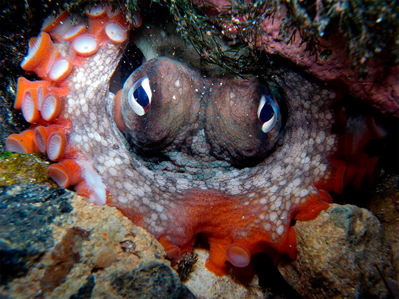 Octopus verborgen tussen de scheuren
