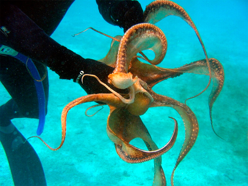 Octopus gegrepen door een mens