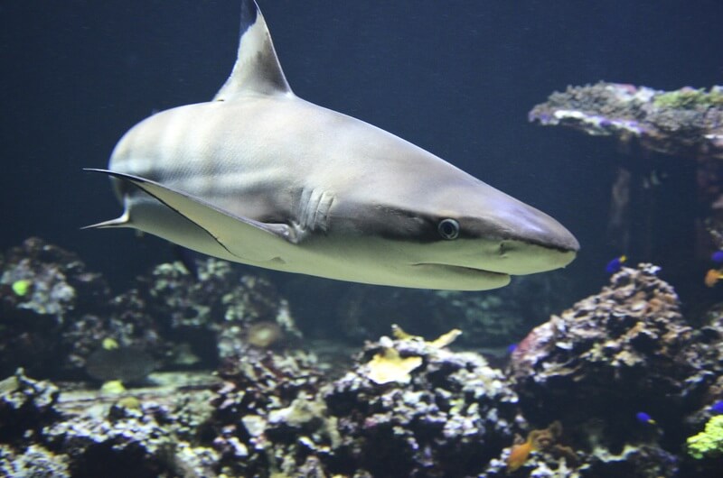De haai is een dier dat miljoenen jaren heeft overleefd.
