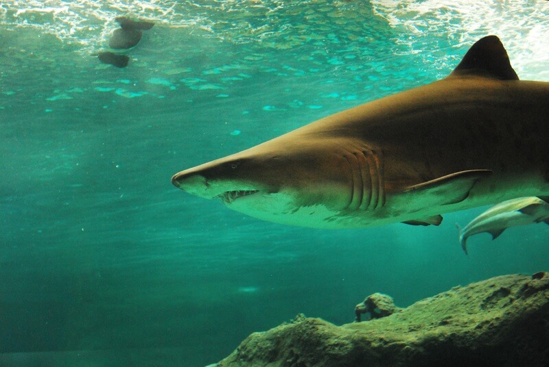 De haai staat bovenaan de voedselketen.