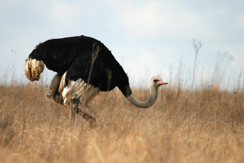 De struisvogel is een vogel die zichzelf kan en zal verdedigen als hij zich in gevaar voelt.