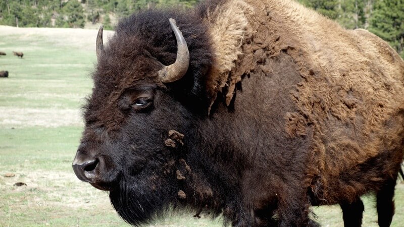 De mannelijke bizon wordt ook wel een stier genoemd. Het vrouwtje, koe.
