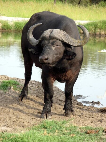 Het is gemakkelijk om de buffel te verwarren met zijn neef, de bizon.