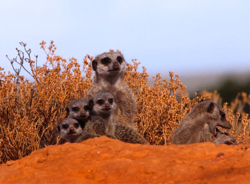 Groep meerkats die de wacht houden