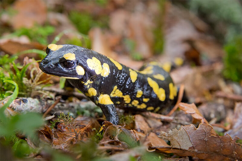 Gewone salamander