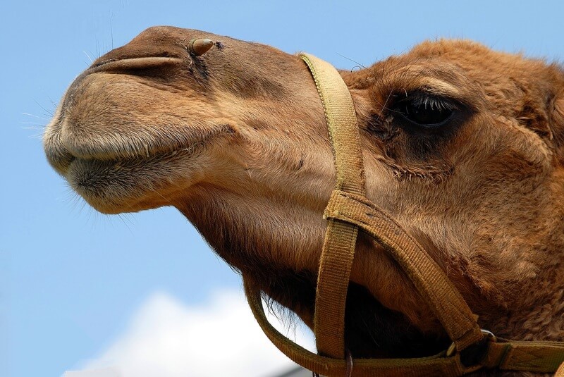 De meeste kamelen leven gedomesticeerd en niet in het wild.