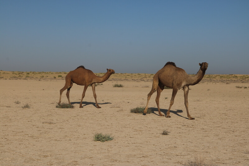 De kameel is een heel sociaal dier.