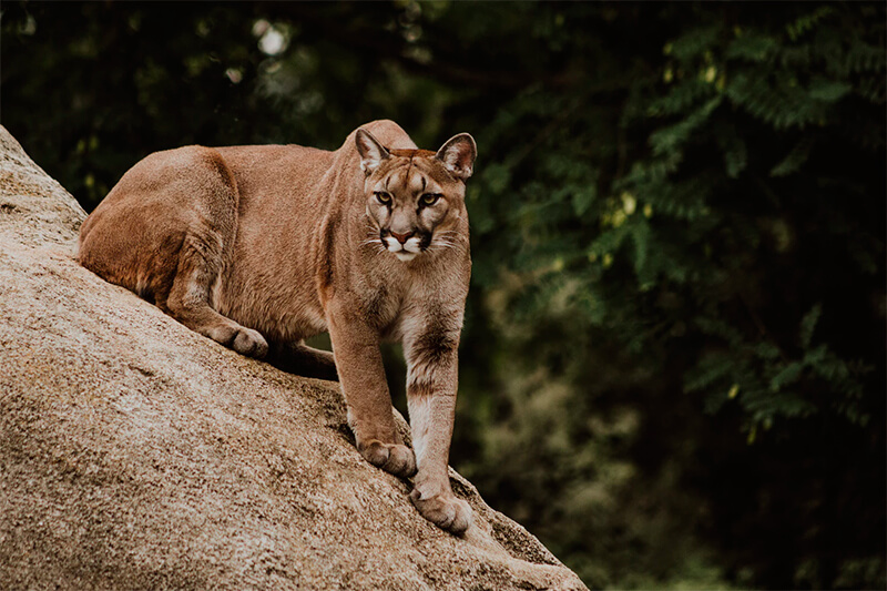 Puma jaagt op een rots