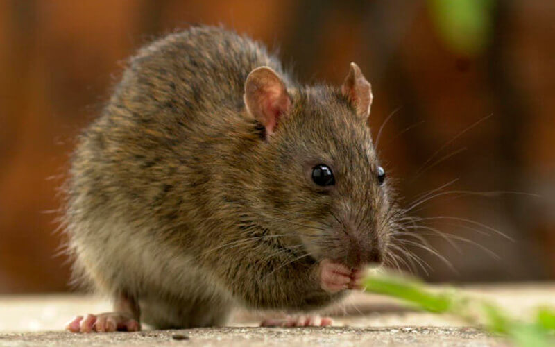 Bruine rat (Rattus rattus)