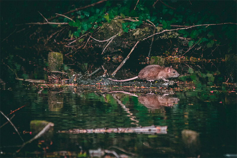 Zwemmende rat bij een rivier