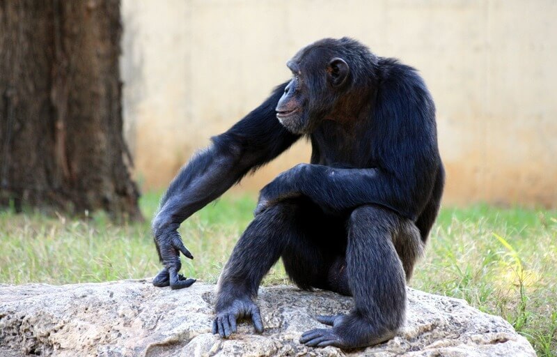 De chimpansee is het dier dat het meest op de mens lijkt.