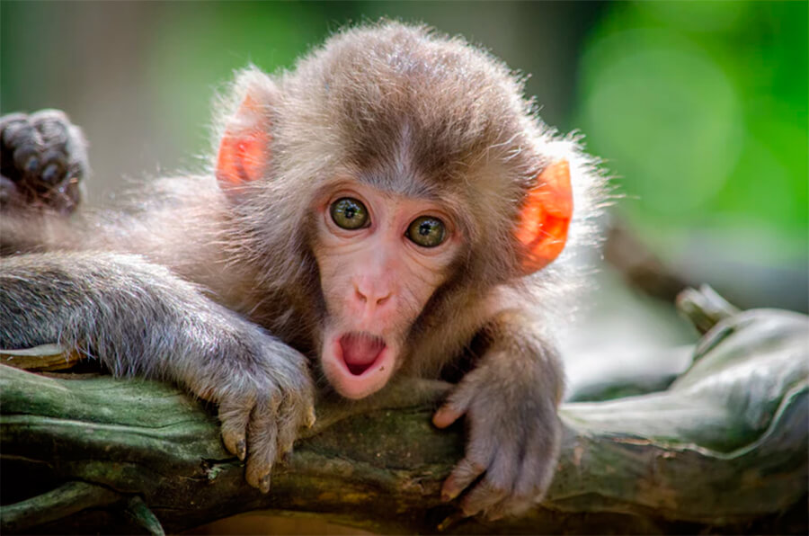 Close-up van een Japanse aap