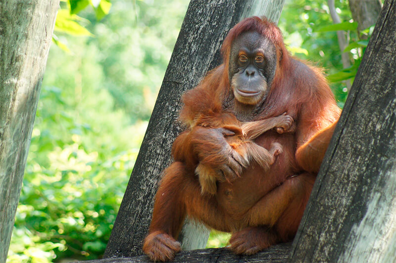 Vrouwelijke orang-oetan met haar kalf in een Amerikaanse dierentuin