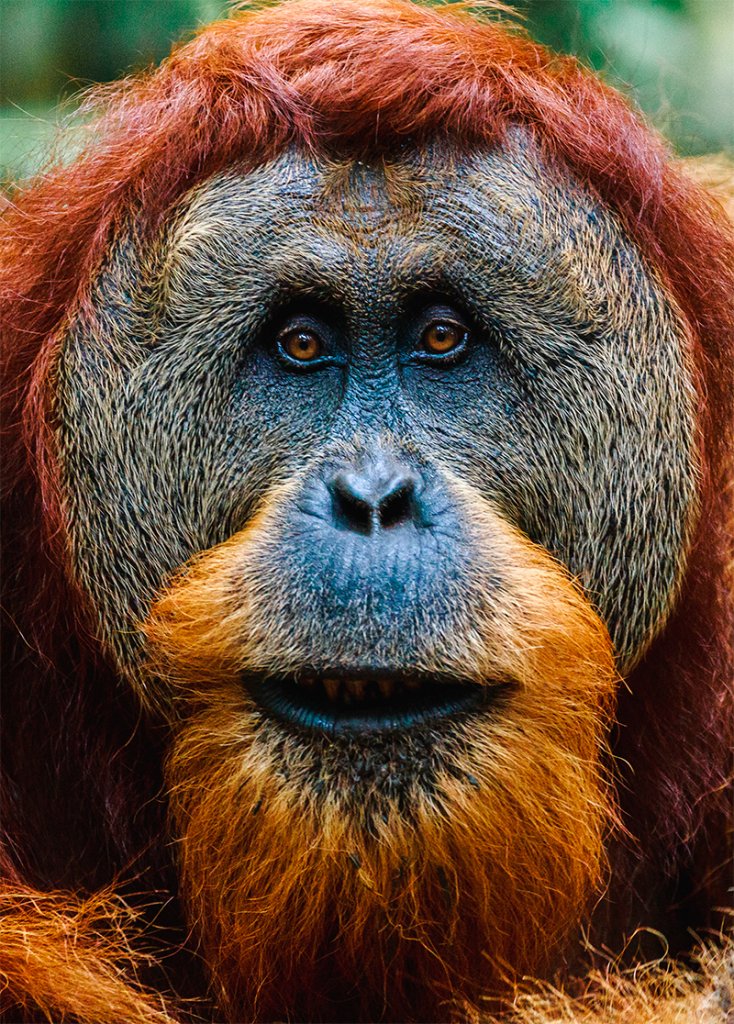 Close-up van een mannelijke orang-oetan