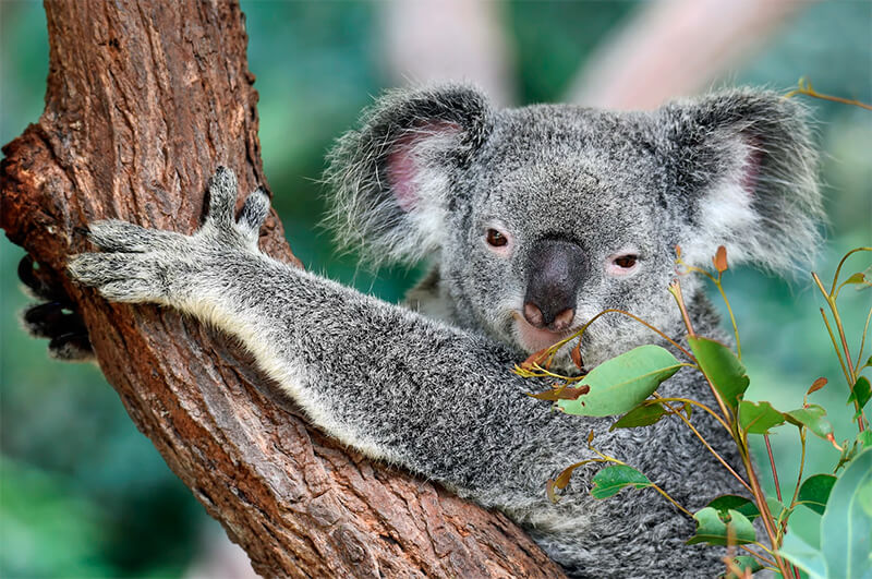 Frontale foto van een koala