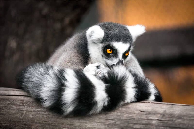 Lemur die op een logboek leunt