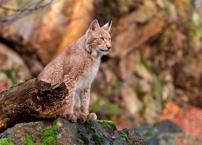 Lynx leunt op een rots