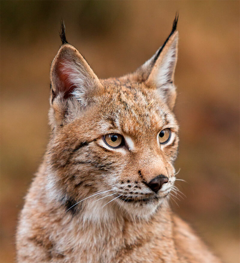 Close-up van een lynx