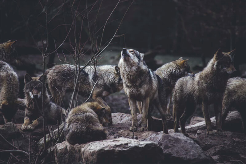 Roedel wolven