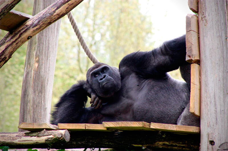 Gorilla rusten, poseren of denken. Weet iemand?