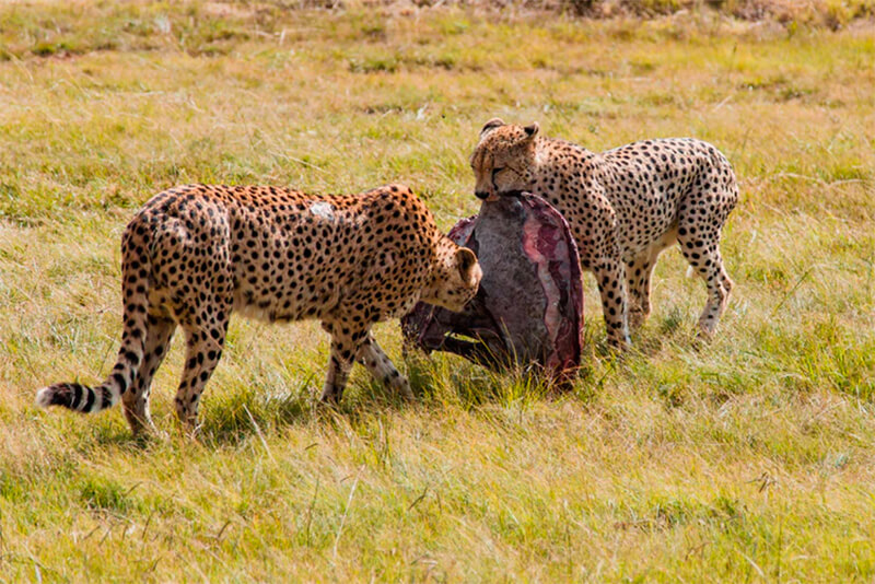 Cheetah voeden