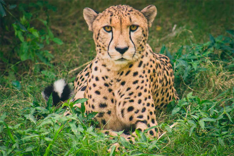 Cheetah vooraan