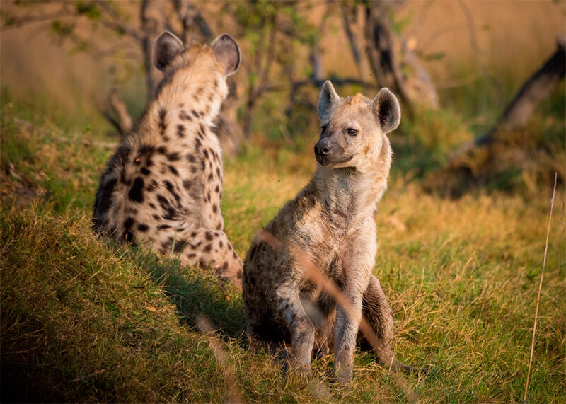 Hyena paar