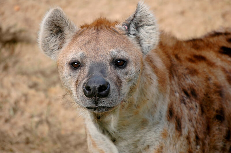 Close-up van een hyena