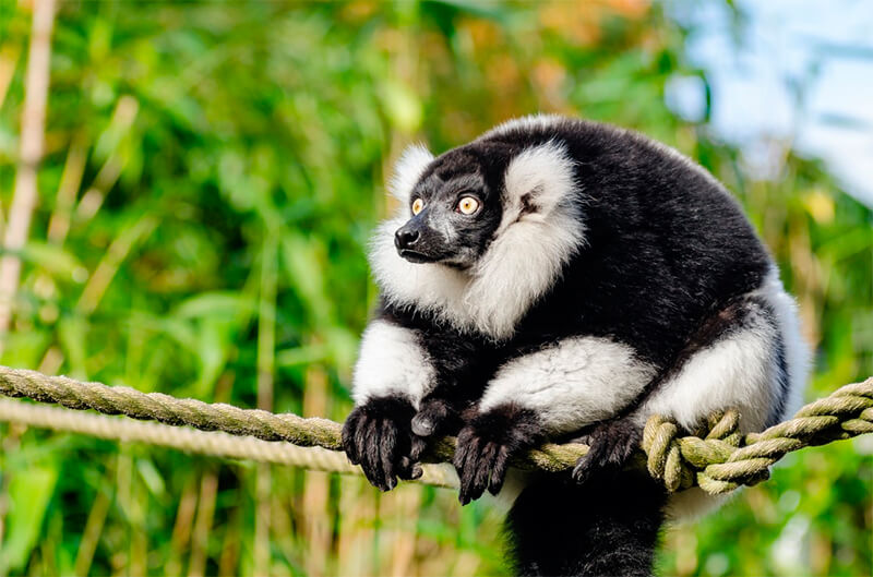 Indri zat vast aan een touw in een beschermd gebied