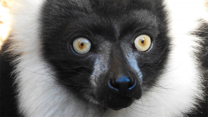 Close-up van een indri